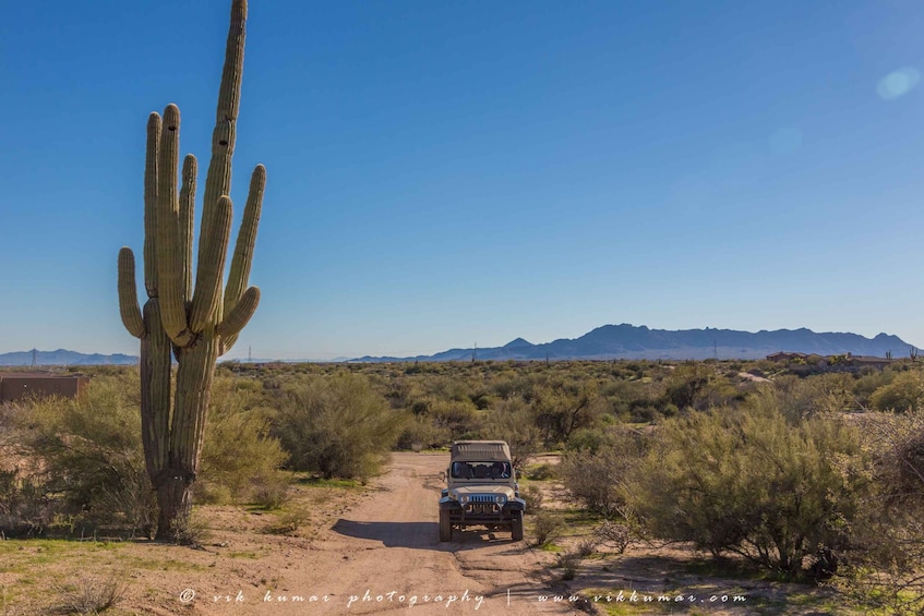 Picture 6 for Activity From Scottsdale: Sonoran Desert & Tonto National Forest Trip