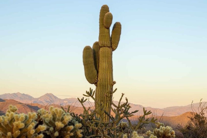 From Scottsdale: Sonoran Desert & Tonto National Forest Trip