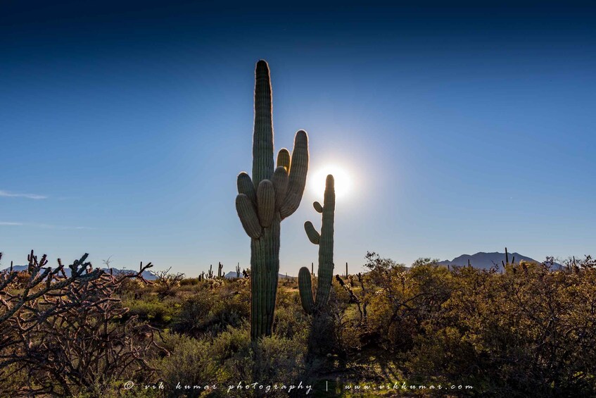 Picture 7 for Activity From Scottsdale: Sonoran Desert & Tonto National Forest Trip