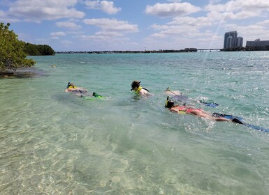 Miami: Beginner-Friendly Island Snorkelling by SUP or Kayak