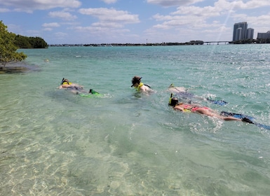 Miami: Beginner-Friendly Island Snorkelling by SUP or Kayak