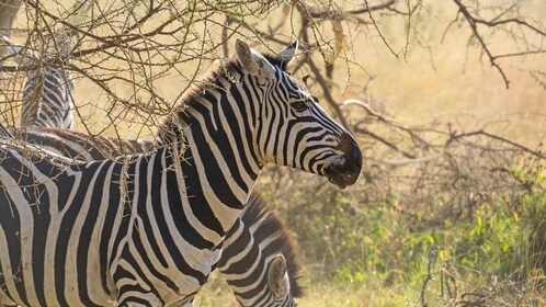 6 Days Tanzania Safari Experience
