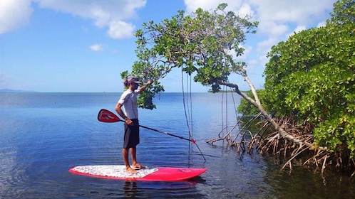 Guadeloupe: Stand-Up Paddleboarding Tour from Petit Canal