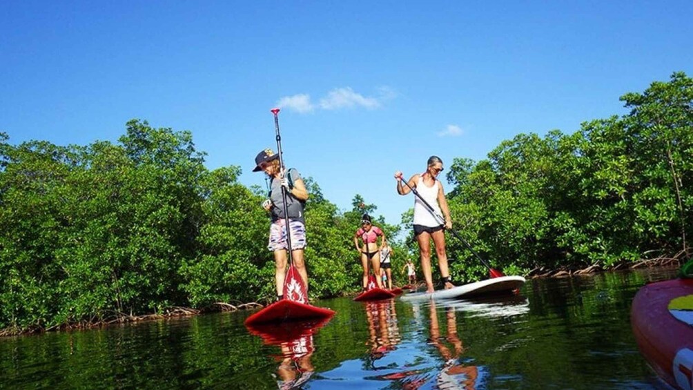 Picture 4 for Activity Guadeloupe: Stand-Up Paddleboarding Tour from Petit Canal