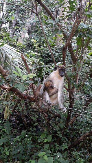 Banjul: 7 Attractions Day Tour with Monkey Park