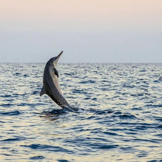 Picture 4 for Activity North Bali ; Lovina Sunrise Watching Dolphin