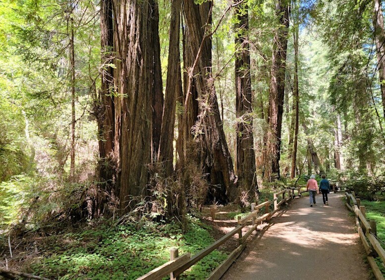 Picture 8 for Activity From San Francisco: Private Muir Woods and Napa Wine Tour