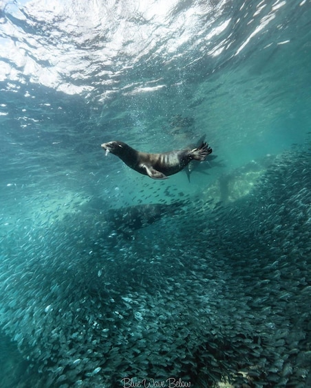 Picture 3 for Activity Cabo: Sea Lion Snorkeling Adventure at Espiritu Santo Island