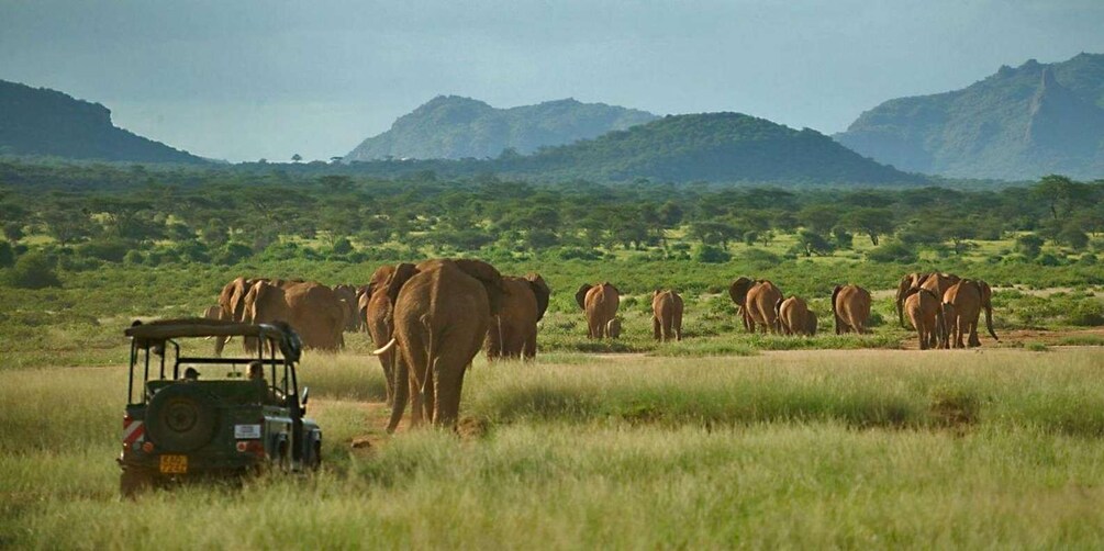 Picture 4 for Activity 5 Days Mombasa, Tsavo East, Taita Salt Lick and Tsavo West