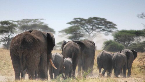 5 Tage Mombasa, Tsavo Ost, Taita Salzlecke und Tsavo West