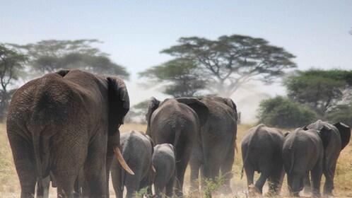 5 Tage Mombasa, Tsavo Ost, Taita Salzlecke und Tsavo West