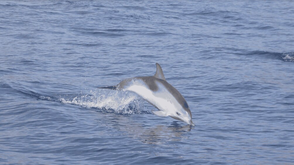 Picture 1 for Activity Lanzarote: Sea Safari Experience