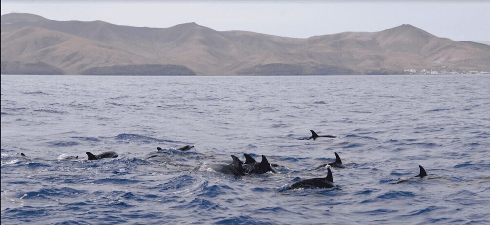 Picture 3 for Activity Lanzarote: Sea Safari Experience