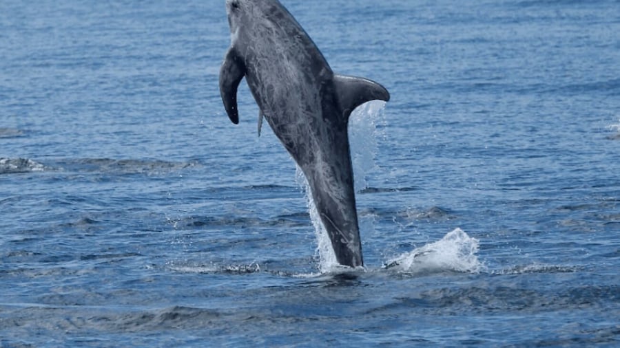 Lanzarote: Sea Safari Experience