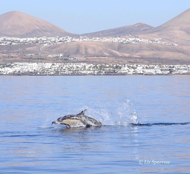 Picture 7 for Activity Lanzarote: Sea Safari Experience
