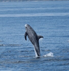 Lanzarote: Sea Safari Experience