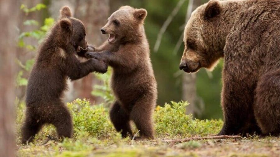 Brown Bears Safari on Top Gear Road - Transfăgărășan, Small group
