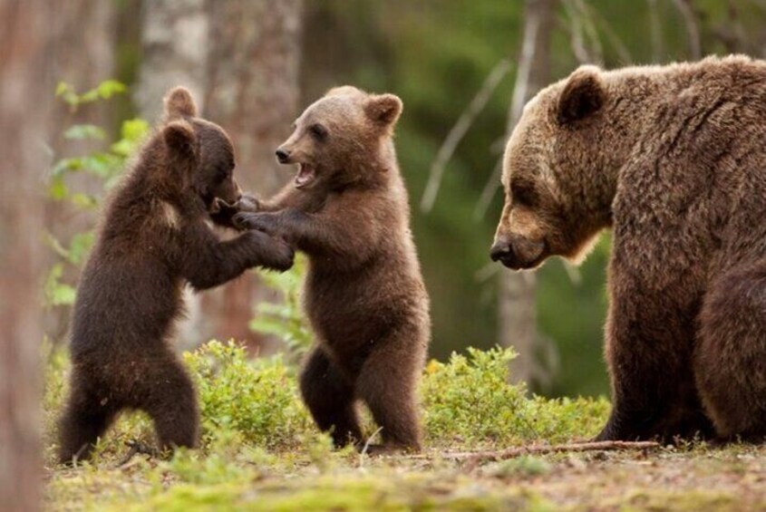 Brown Bears Safari on Top Gear Road - Transfăgărășan, Small group