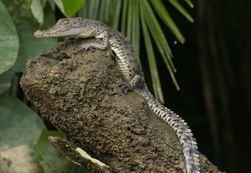 Picture 9 for Activity Daintree, Crocodile Cruise, Aboriginal Beach & Fishing Tour