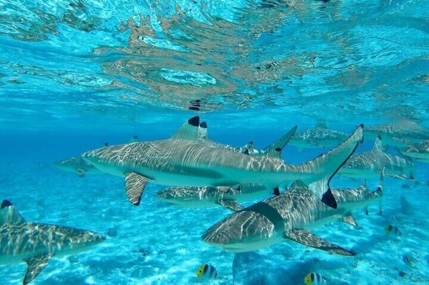 Bora Bora Combo group tour full day snorkeling + motu lunch + jet ski