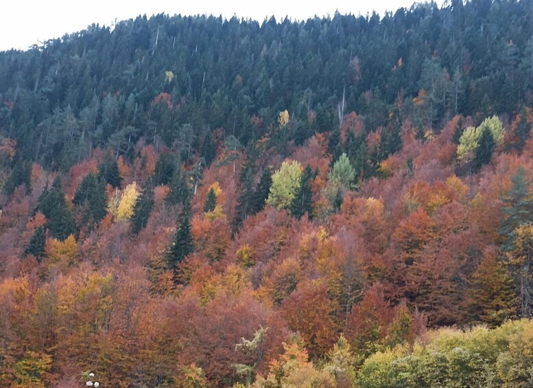 Picture 12 for Activity From Podgorica: Durmitor NP & Tara canyon-Amazing Montenegro