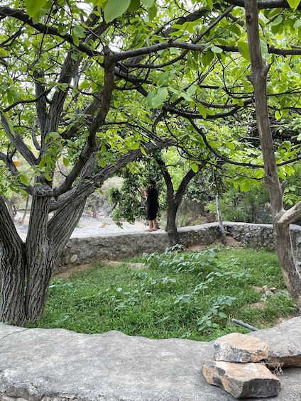 Picture 13 for Activity AMOUAGE: Full Day Private Tour to Nizwa and Al Jabal Akhdar