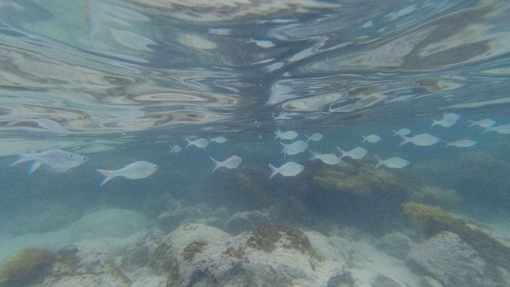 Picture 5 for Activity Easter island: Snorqueling tour on coral reefs