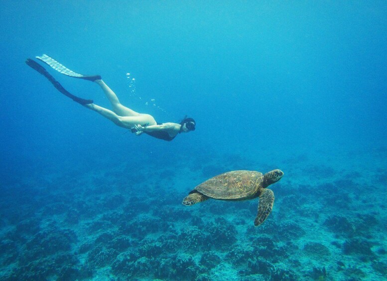 Easter island: Snorqueling tour on coral reefs