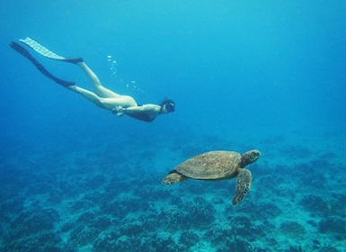 Easter island: Snorqueling tour on coral reefs