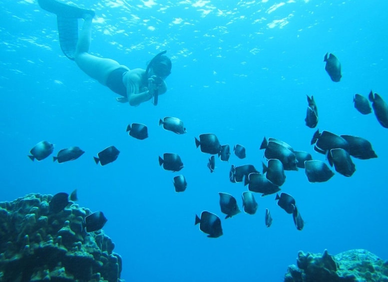 Picture 4 for Activity Easter island: Snorqueling tour on coral reefs