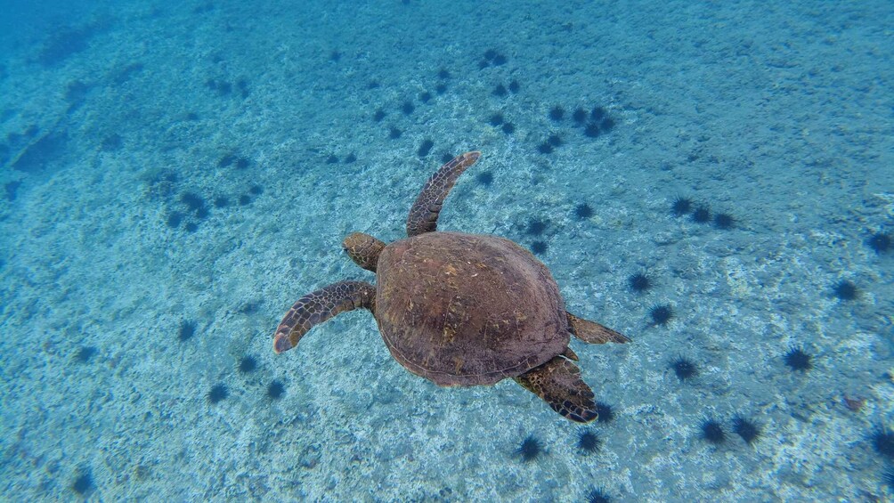 Picture 2 for Activity Easter island: Snorqueling tour on coral reefs