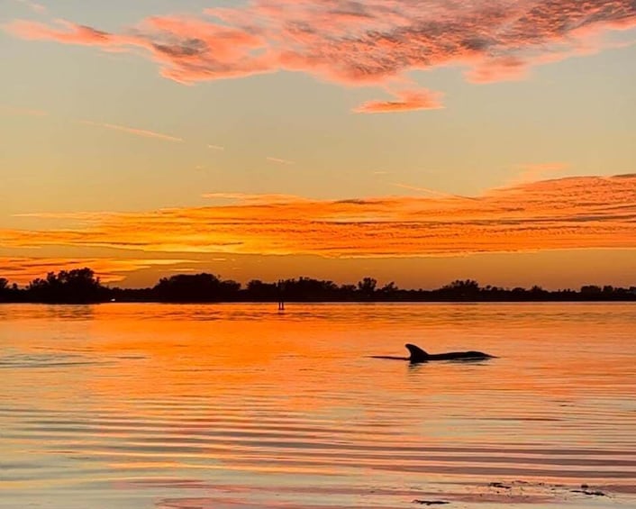 Anna Maria Island and Bradenton: Sunset Kayak Dolphin Tour