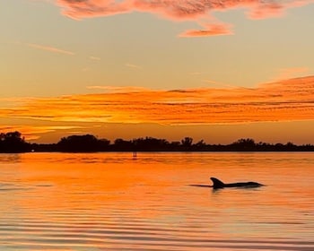 Anna Maria Island and Bradenton: Sunset Kayak Dolphin Tour