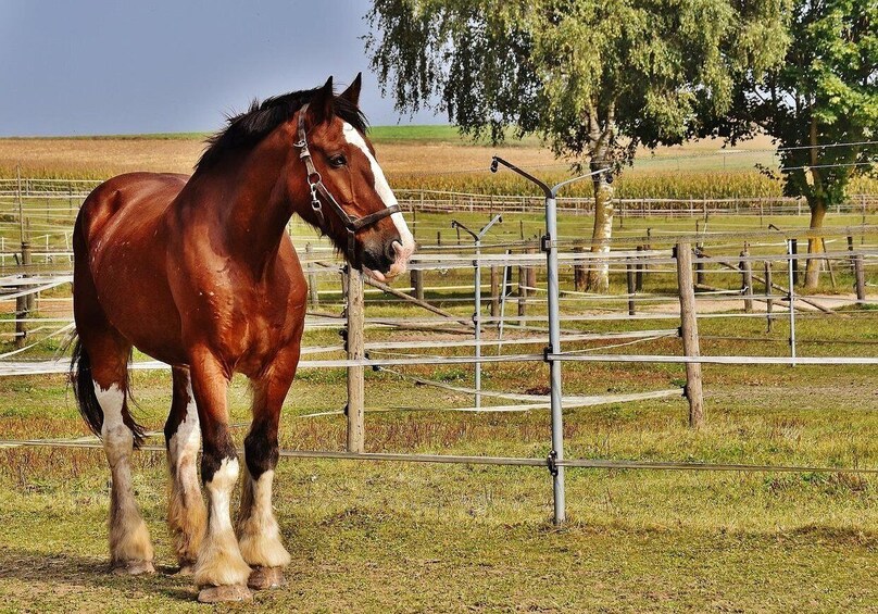 Picture 4 for Activity Tamaris from Casablanca: Quad, Buggy, Horse Riding Adventure