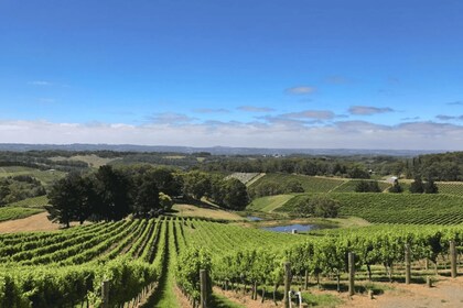 From Adelaide: Divine Wine Tour in the Adelaide Hills