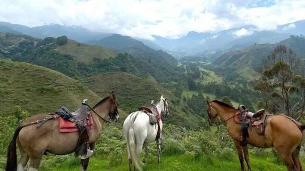Picture 2 for Activity Salento, Cócora + Horseback Riding from Pereira or Armenia