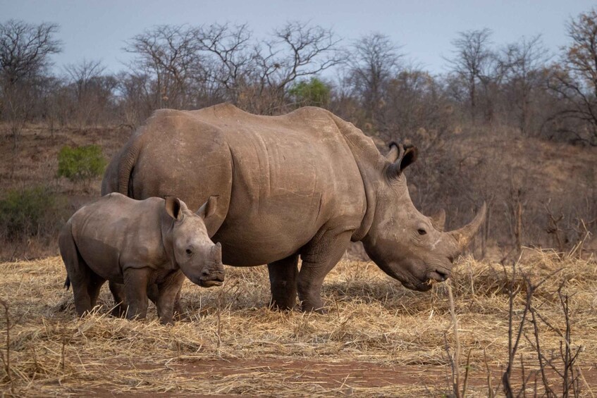 Picture 4 for Activity Safari Drive & Rhino Walks in Mosi-oa-Tunya National Park