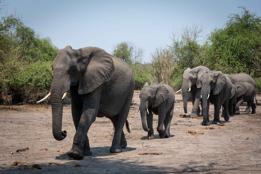 Picture 1 for Activity Safari Drive & Rhino Walks in Mosi-oa-Tunya National Park
