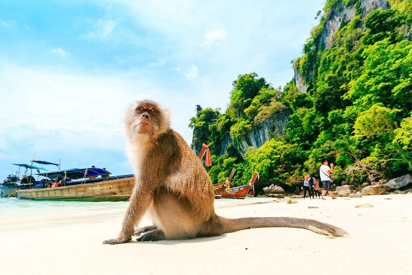 Picture 16 for Activity From Khao Lak: Phi Phi, Maya Bay, and Khai Islands Day Trip