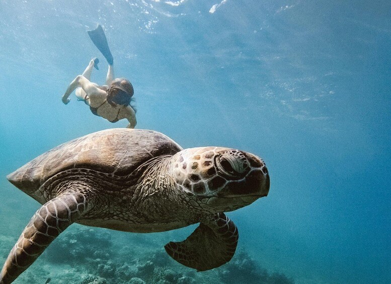 Picture 2 for Activity From Gili Trawangan: Gili Islands Snorkeling Tour by Boat