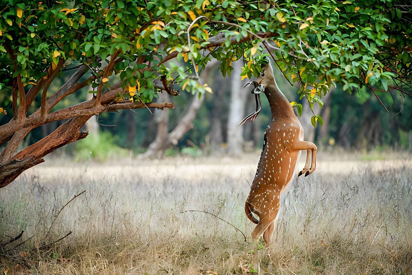 Picture 3 for Activity From Jaipur : 2 Days Ranthambore Tiger Safari Tour By Car