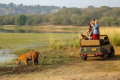 Von Jaipur aus: 2 Tage Ranthambore Tiger Safari Tour mit dem Auto