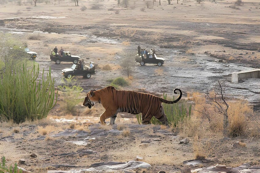 Picture 9 for Activity From Jaipur : 2 Days Ranthambore Tiger Safari Tour By Car