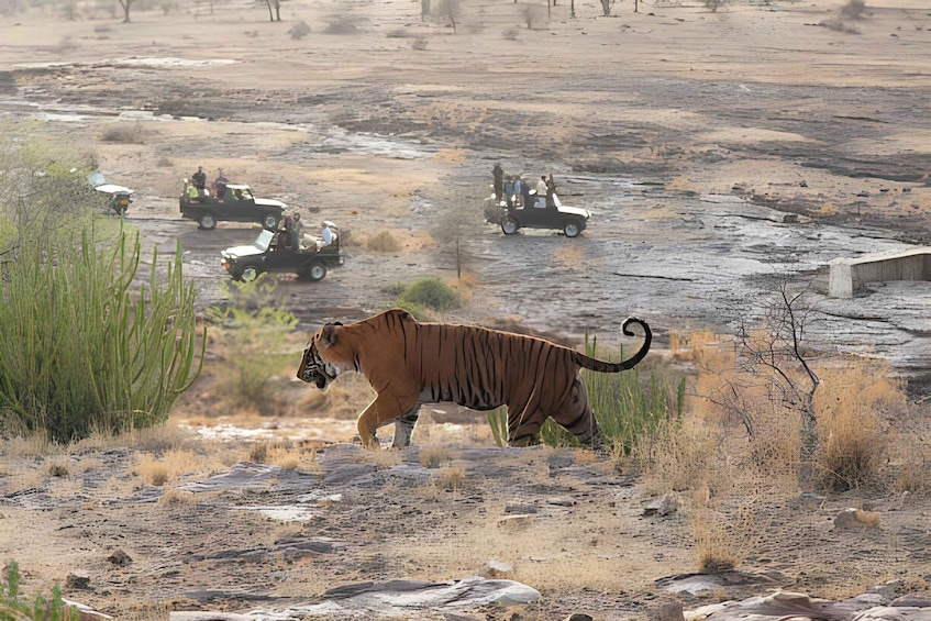 Picture 9 for Activity From Jaipur : 2 Days Ranthambore Tiger Safari Tour By Car