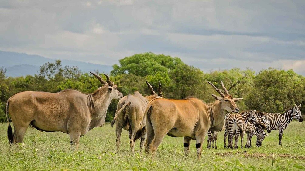 Picture 2 for Activity 3 Days Ol Pejeta Conservancy Luxury Safari on 4x4 Jeep