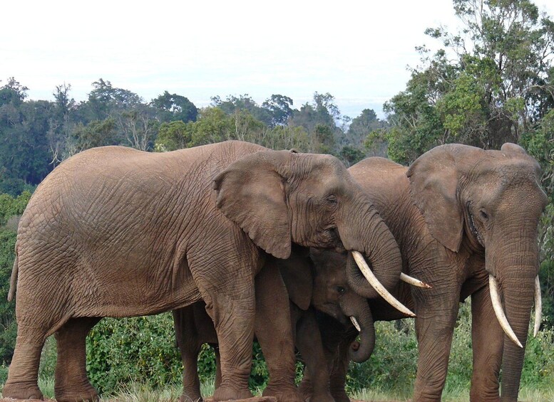 Picture 1 for Activity 3 Days Ol Pejeta Conservancy Luxury Safari on 4x4 Jeep