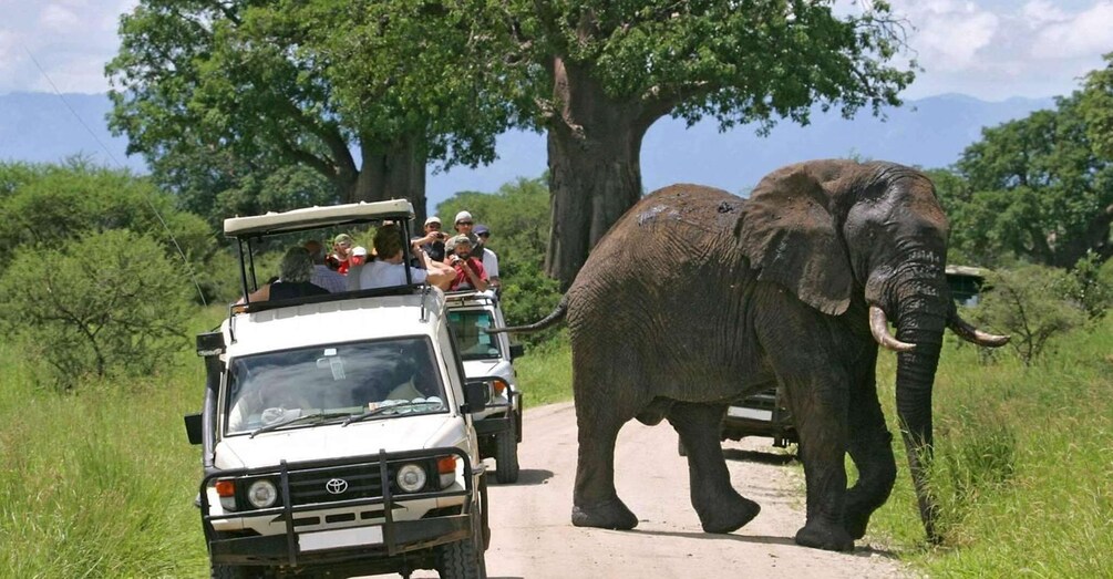 Picture 5 for Activity 3 Days Ol Pejeta Conservancy Luxury Safari on 4x4 Jeep