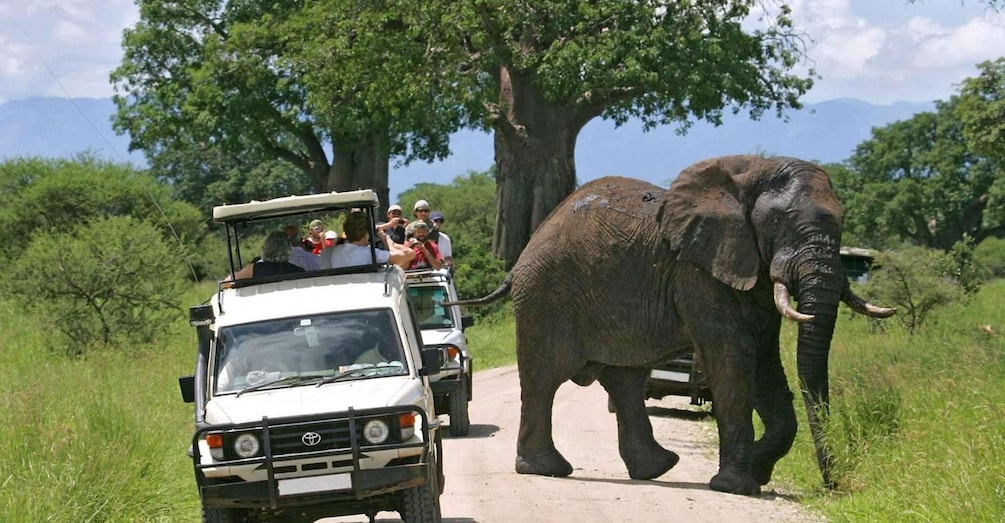 Picture 5 for Activity 3 Days Ol Pejeta Conservancy Luxury Safari on 4x4 Jeep