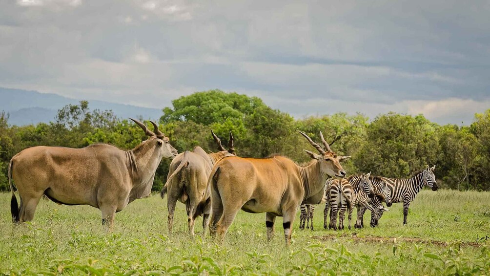 Picture 2 for Activity 3 Days Ol Pejeta Conservancy Luxury Safari on 4x4 Jeep