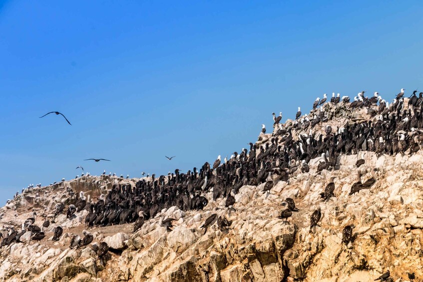 Picture 7 for Activity From Paracas: Ballestas Island Marine Wildlife Watching